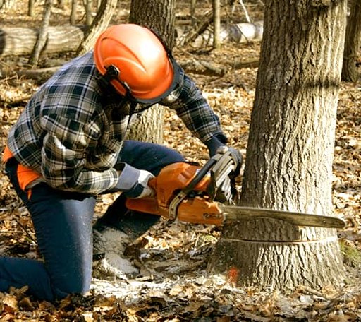 Tree Removal in Williamsburg, MI